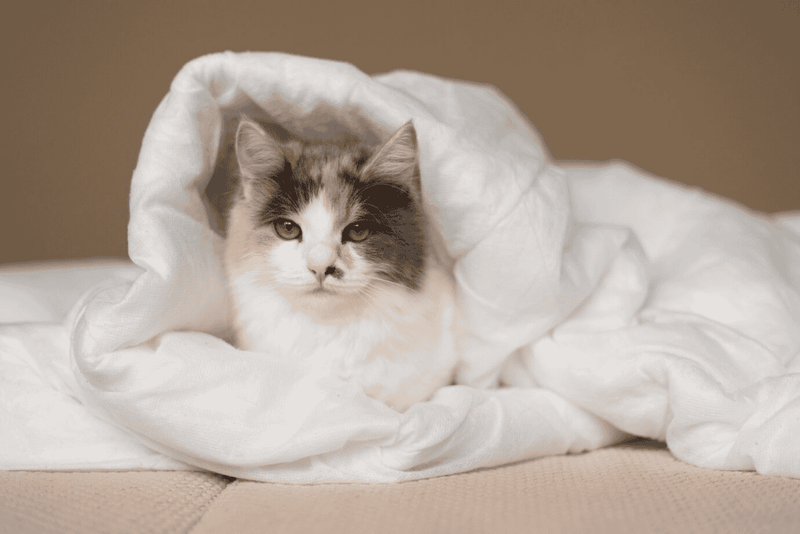 Cat peeing on the bed? There's a solution! Explore tips for complete odor removal.